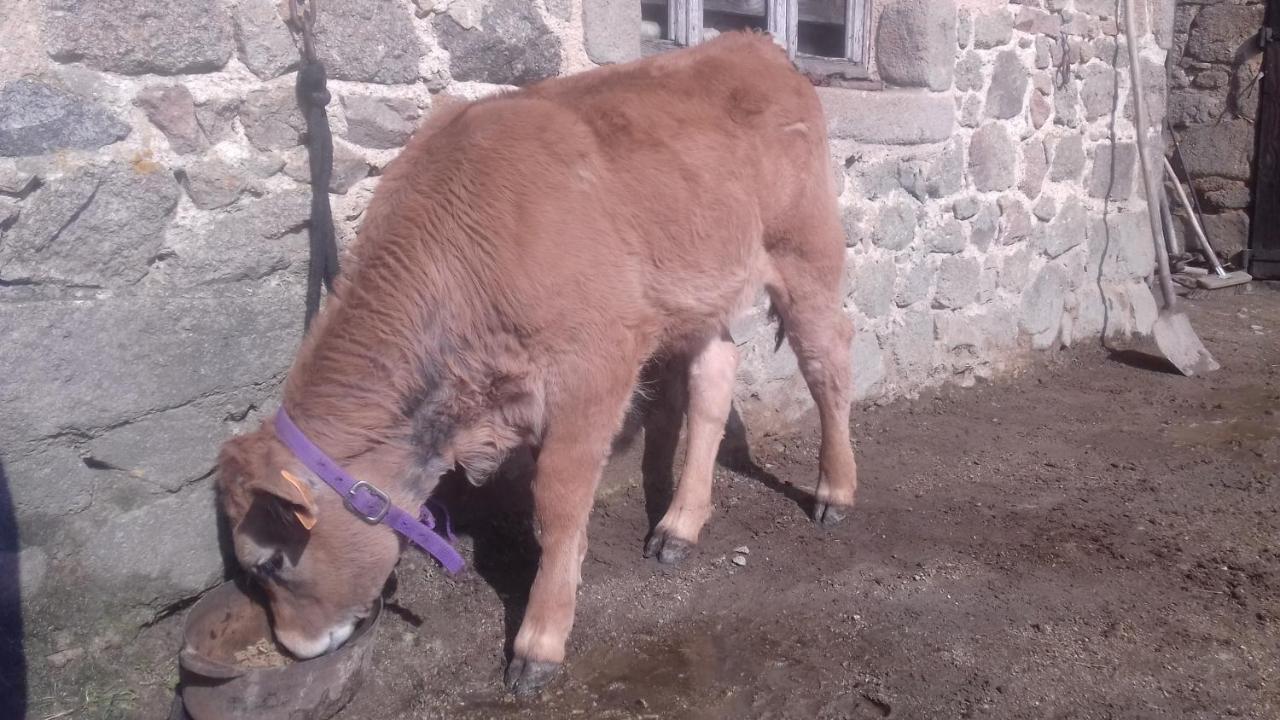 gite à la ferme L'Estrade Extérieur photo