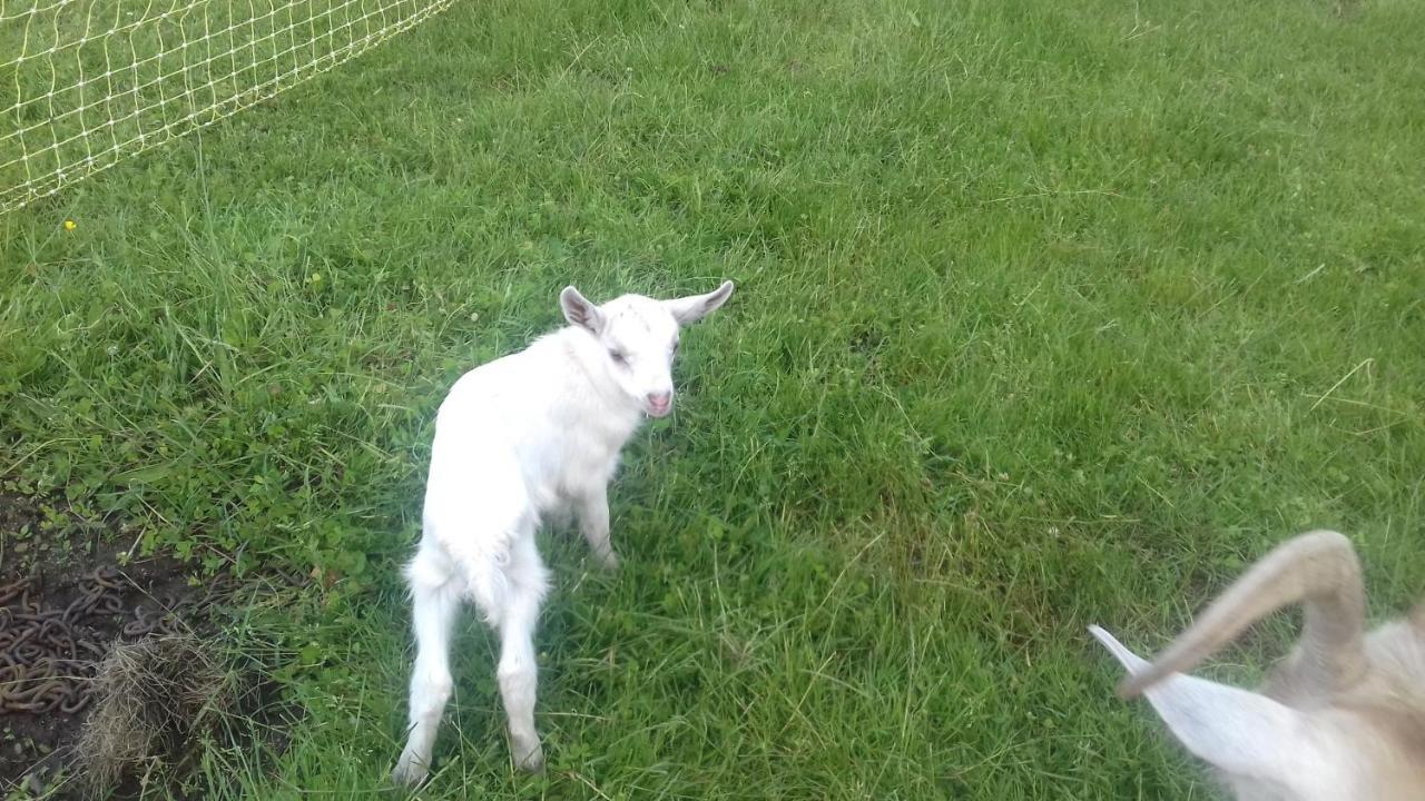 gite à la ferme L'Estrade Extérieur photo